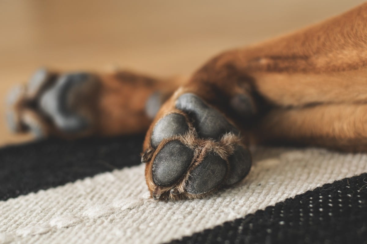 Paw Preference & Personality in Dogs